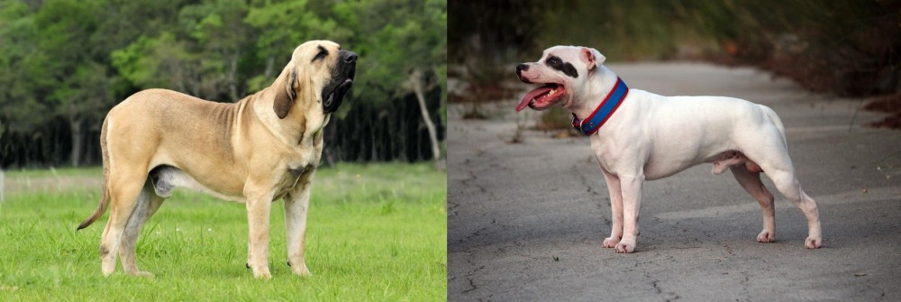 Staffordshire Bull Terrier vs Fila Brasileiro - Breed Comparison