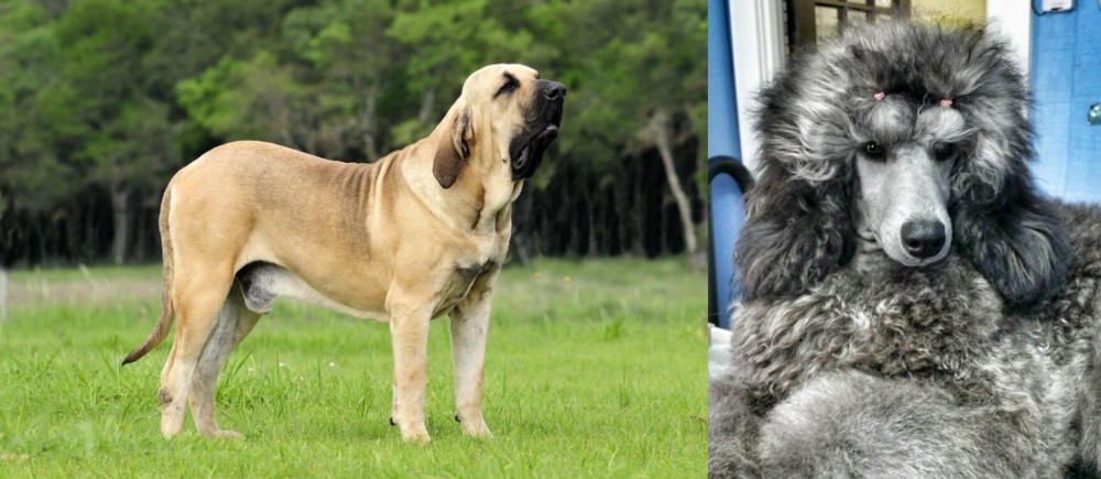 Standard Poodle vs Fila Brasileiro - Breed Comparison