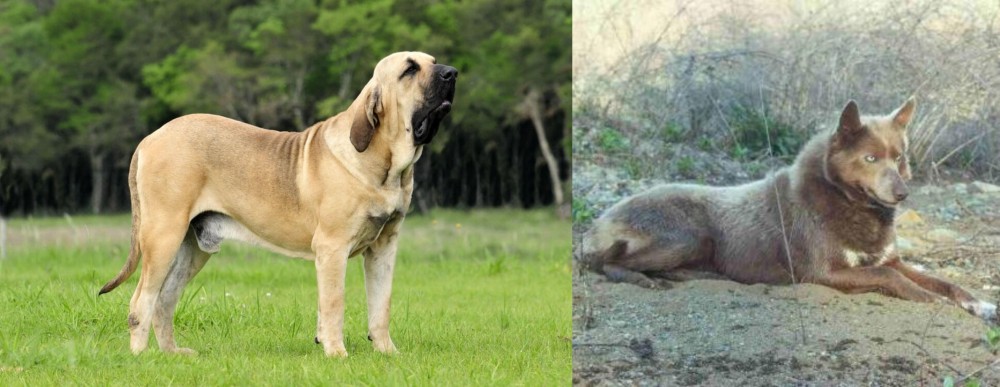 Tahltan Bear Dog vs Fila Brasileiro - Breed Comparison