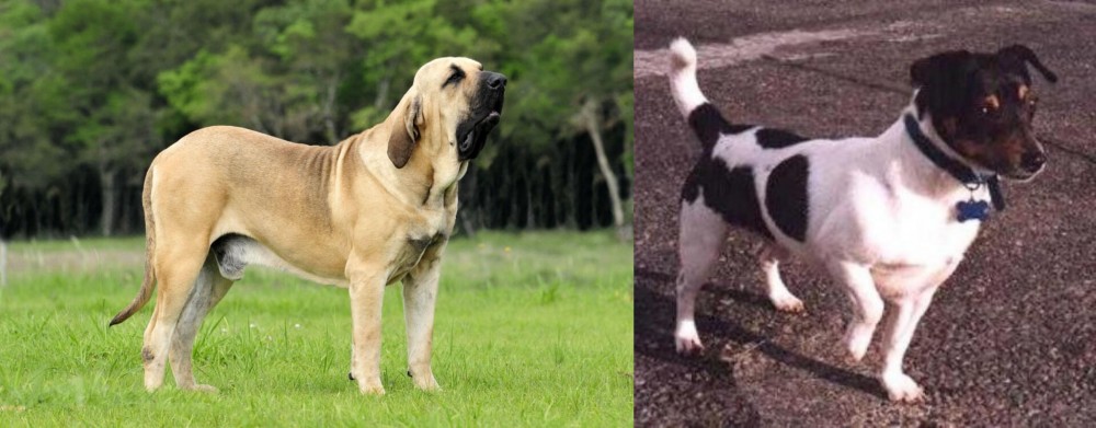 Teddy Roosevelt Terrier vs Fila Brasileiro - Breed Comparison