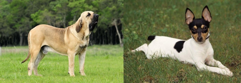 Toy Fox Terrier vs Fila Brasileiro - Breed Comparison