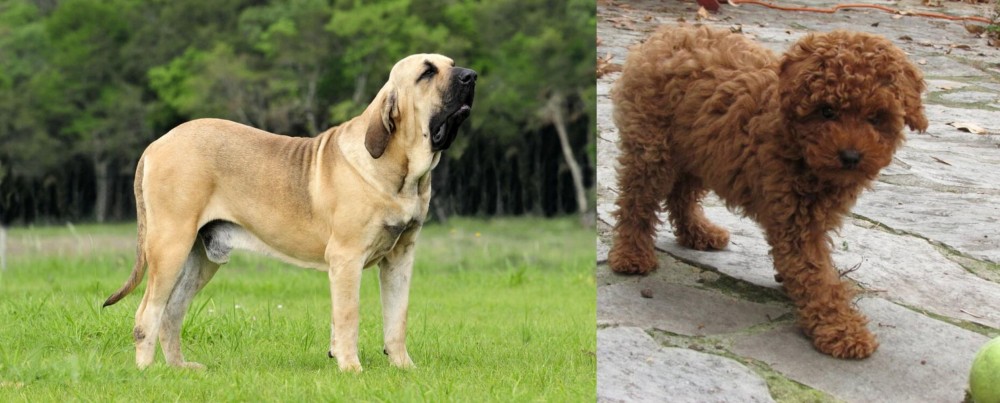 Toy Poodle vs Fila Brasileiro - Breed Comparison
