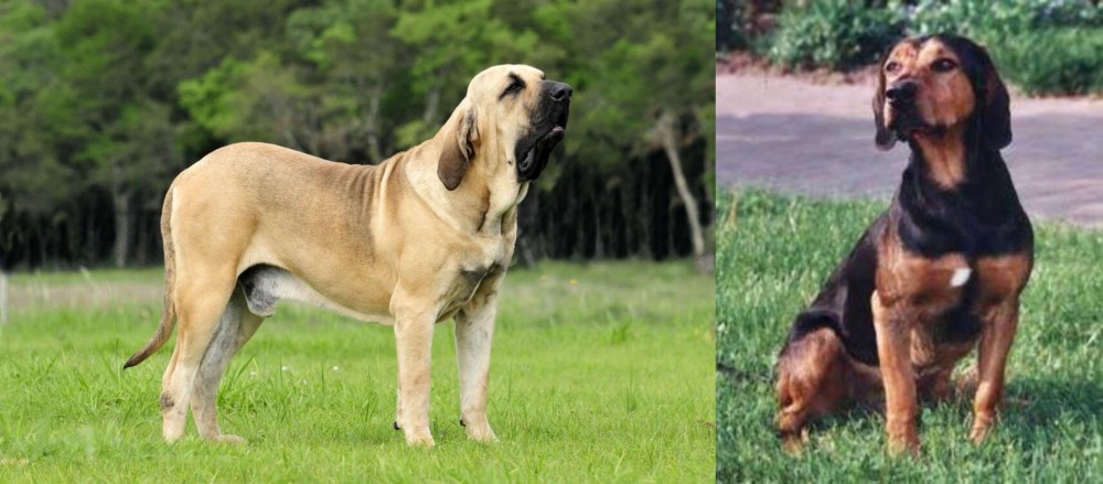 Tyrolean Hound vs Fila Brasileiro - Breed Comparison