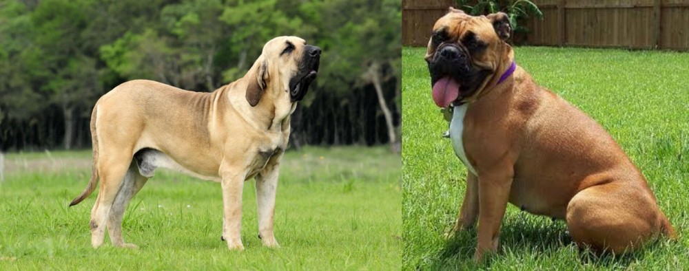 Valley Bulldog vs Fila Brasileiro - Breed Comparison