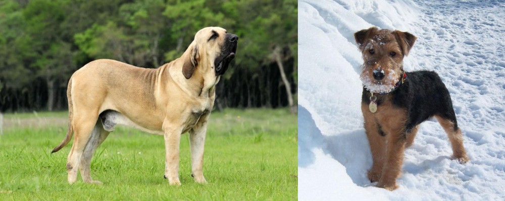 Welsh Terrier vs Fila Brasileiro - Breed Comparison