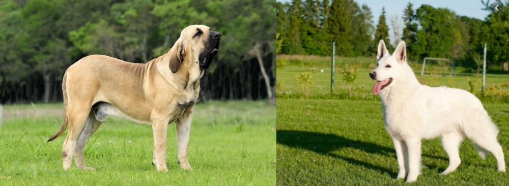 White Shepherd vs Fila Brasileiro - Breed Comparison