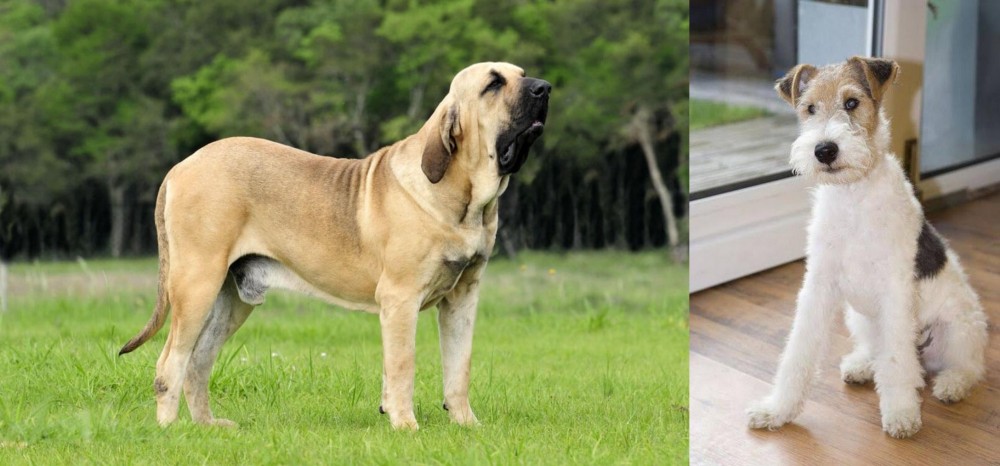 Wire Fox Terrier vs Fila Brasileiro - Breed Comparison