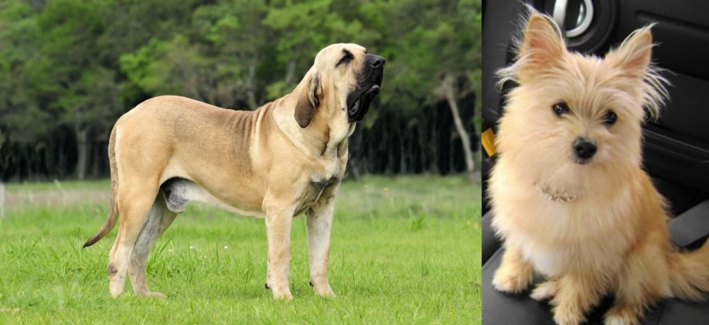 Yoranian vs Fila Brasileiro - Breed Comparison
