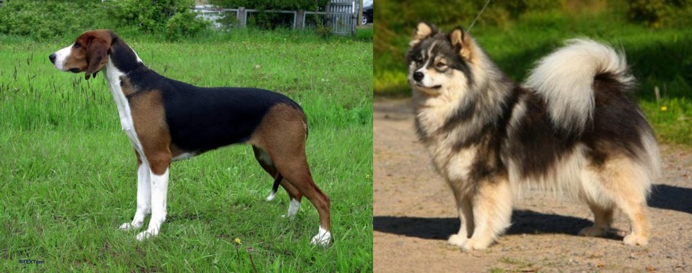 Finnish Lapphund vs Finnish Hound - Breed Comparison