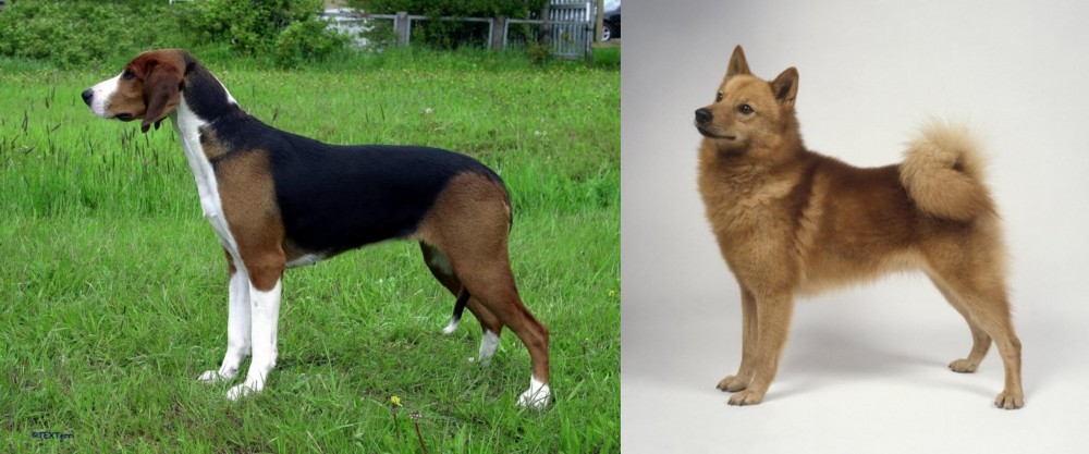 Finnish Spitz vs Finnish Hound - Breed Comparison