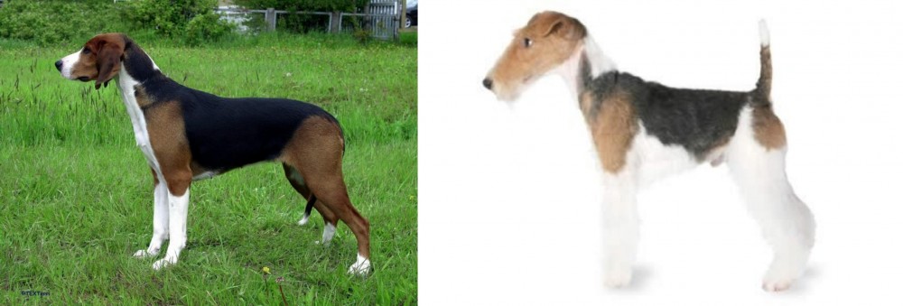 Fox Terrier vs Finnish Hound - Breed Comparison