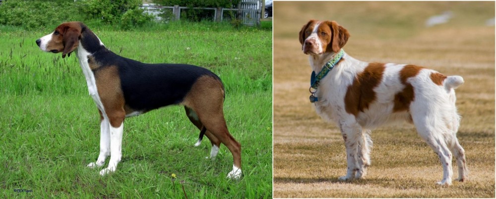 French Brittany vs Finnish Hound - Breed Comparison