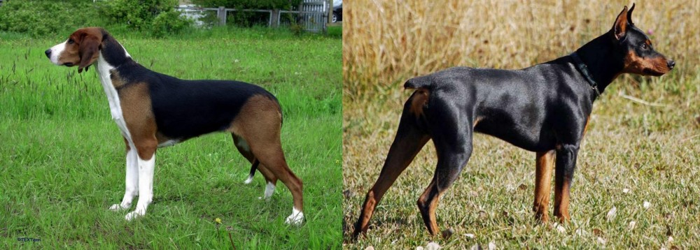German Pinscher vs Finnish Hound - Breed Comparison