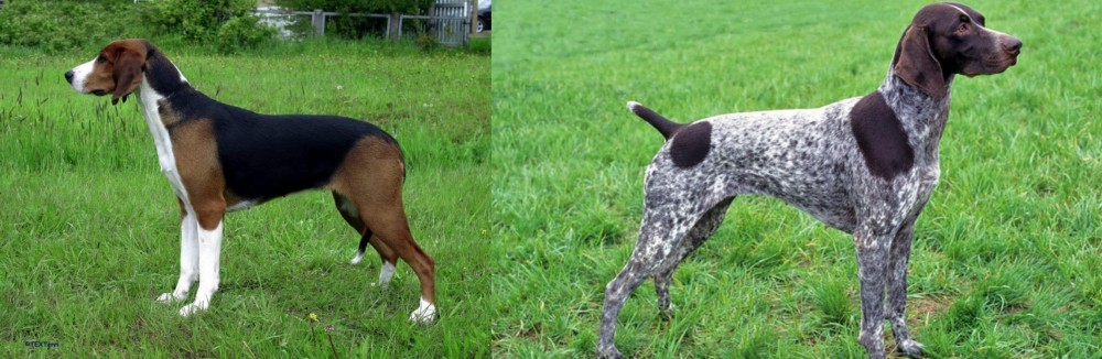 German Shorthaired Pointer vs Finnish Hound - Breed Comparison