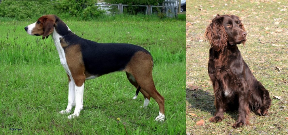 German Spaniel vs Finnish Hound - Breed Comparison