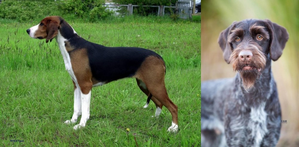 German Wirehaired Pointer vs Finnish Hound - Breed Comparison