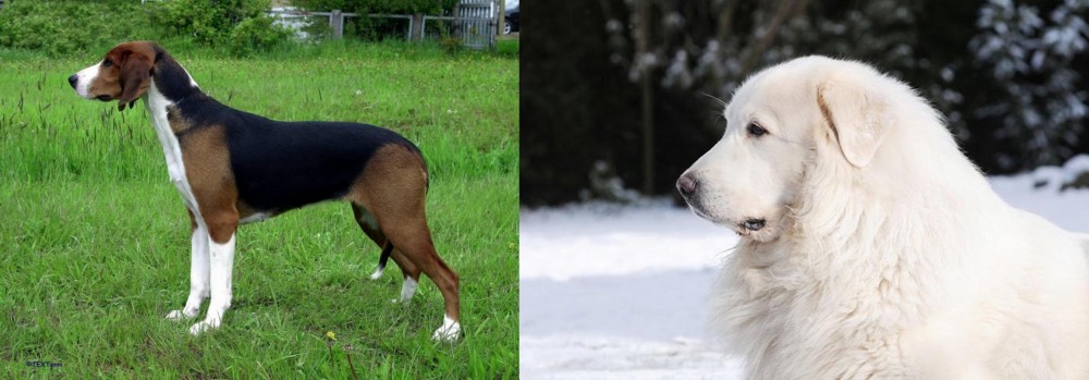 Great Pyrenees vs Finnish Hound - Breed Comparison