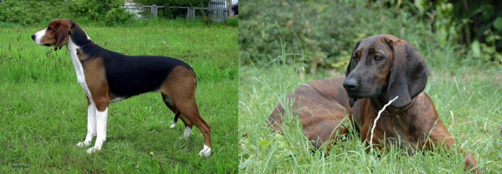 Hanover Hound vs Finnish Hound - Breed Comparison