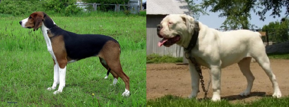 Hermes Bulldogge vs Finnish Hound - Breed Comparison