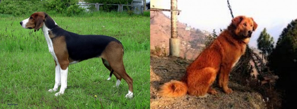 Himalayan Sheepdog vs Finnish Hound - Breed Comparison