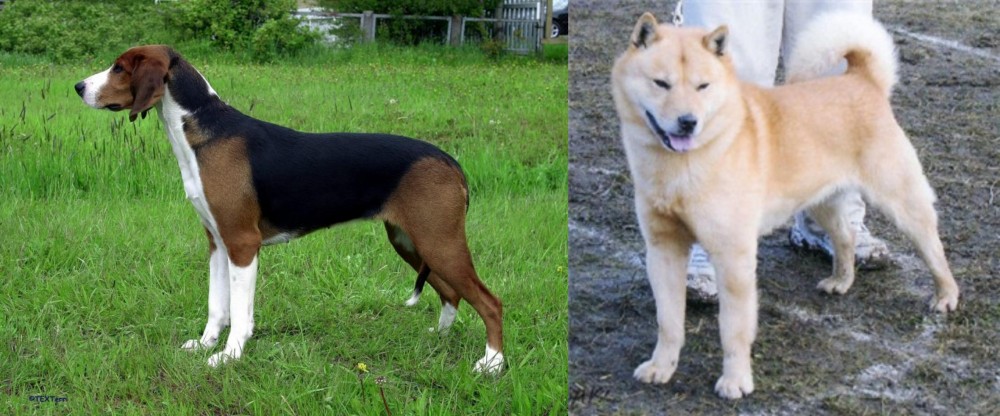 Hokkaido vs Finnish Hound - Breed Comparison