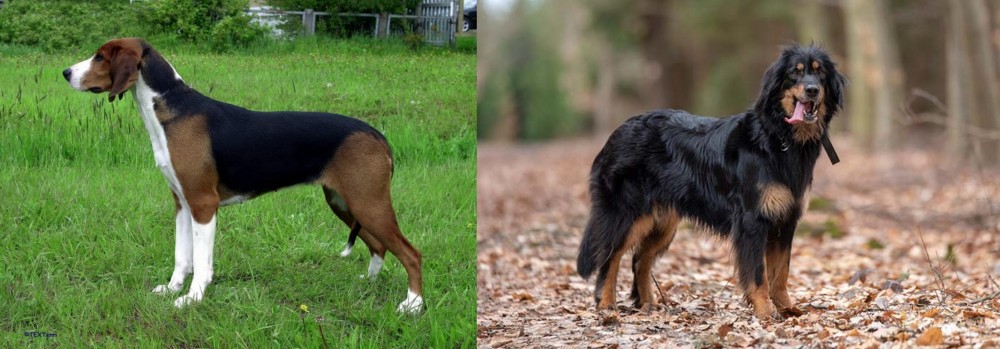 Hovawart vs Finnish Hound - Breed Comparison