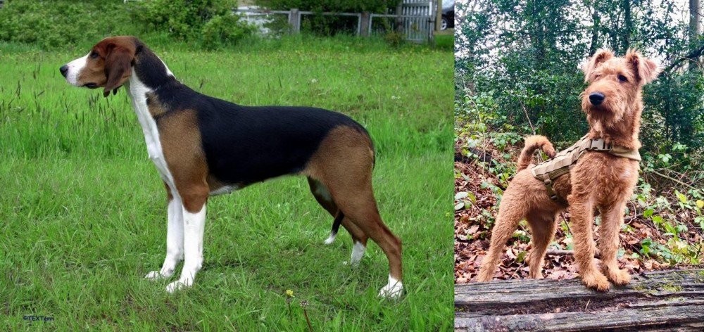 Irish Terrier vs Finnish Hound - Breed Comparison