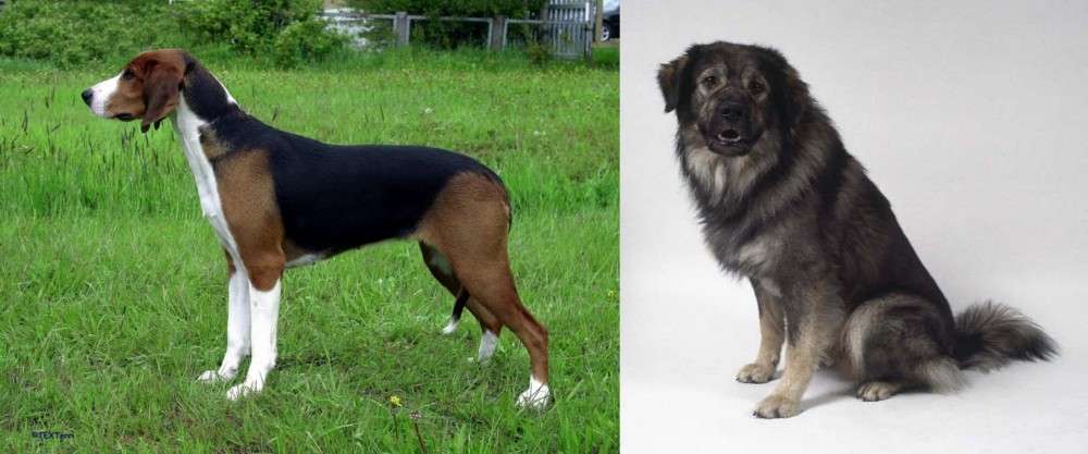 Istrian Sheepdog vs Finnish Hound - Breed Comparison