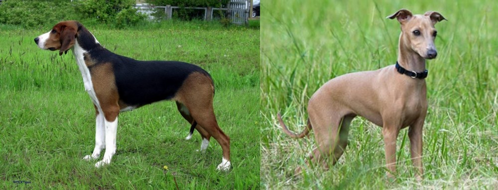 Italian Greyhound vs Finnish Hound - Breed Comparison