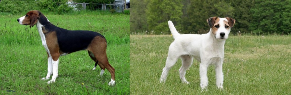 Jack Russell Terrier vs Finnish Hound - Breed Comparison