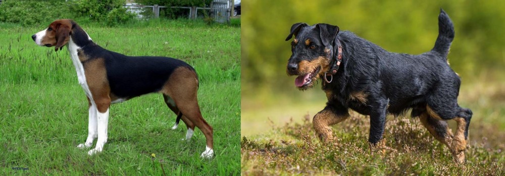 Jagdterrier vs Finnish Hound - Breed Comparison