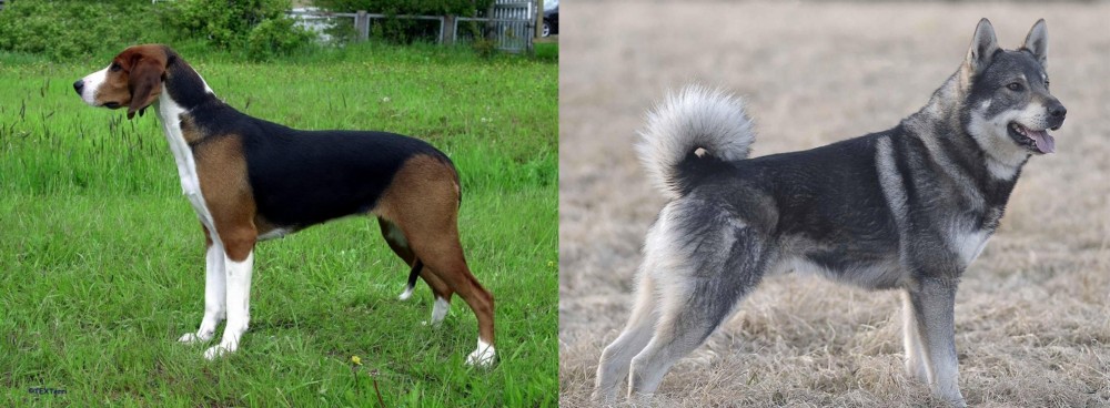 Jamthund vs Finnish Hound - Breed Comparison
