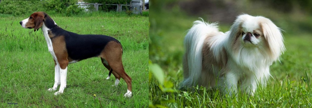 Japanese Chin vs Finnish Hound - Breed Comparison
