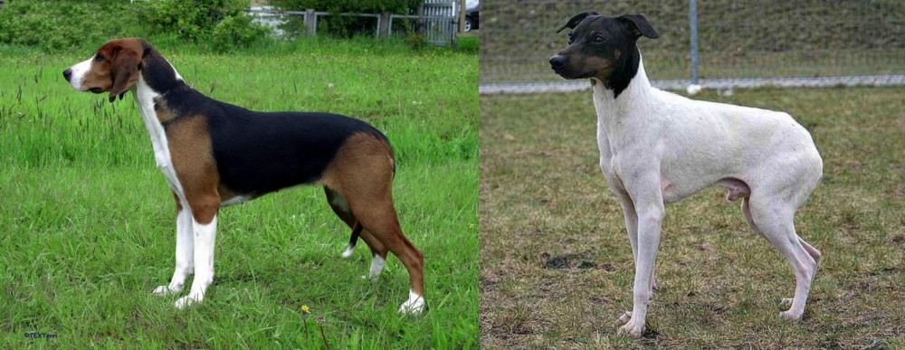 Japanese Terrier vs Finnish Hound - Breed Comparison