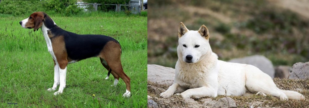 Jindo vs Finnish Hound - Breed Comparison