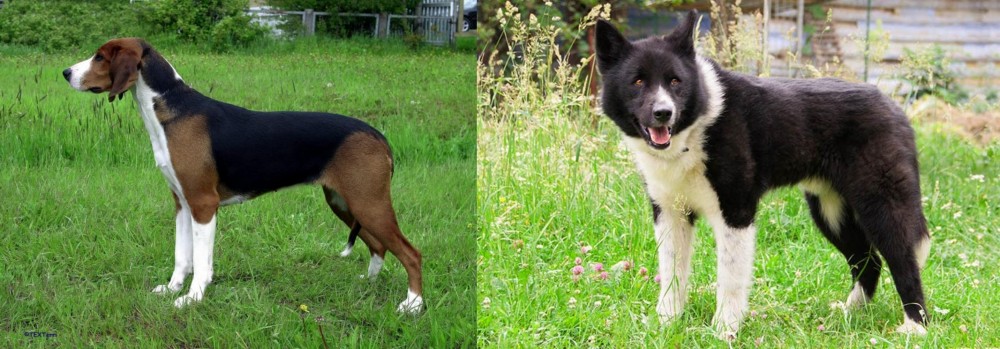 Karelian Bear Dog vs Finnish Hound - Breed Comparison