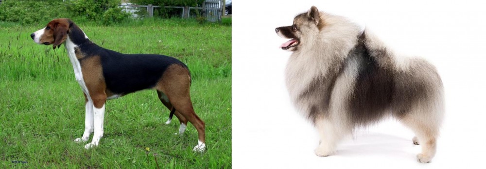 Keeshond vs Finnish Hound - Breed Comparison