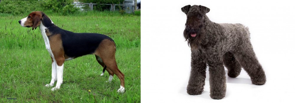 Kerry Blue Terrier vs Finnish Hound - Breed Comparison