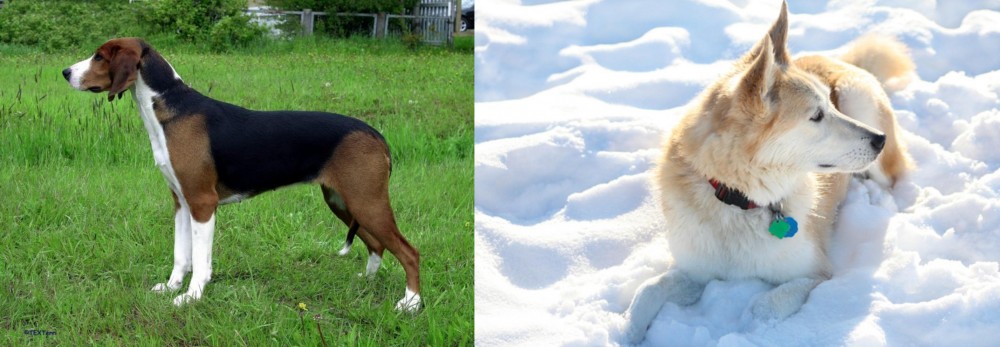 Labrador Husky vs Finnish Hound - Breed Comparison