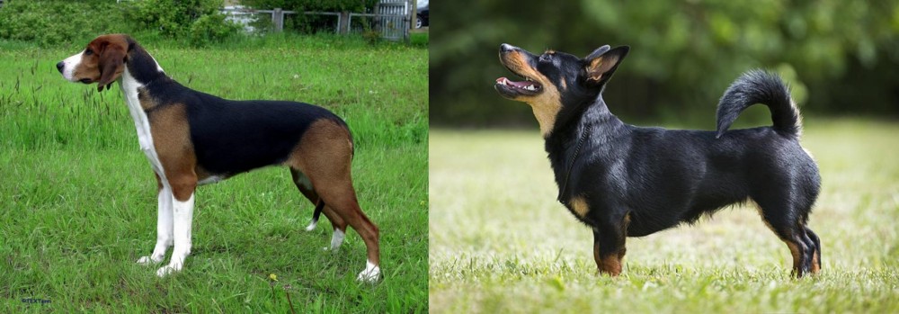 Lancashire Heeler vs Finnish Hound - Breed Comparison