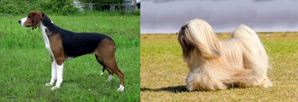 Lhasa Apso vs Finnish Hound - Breed Comparison