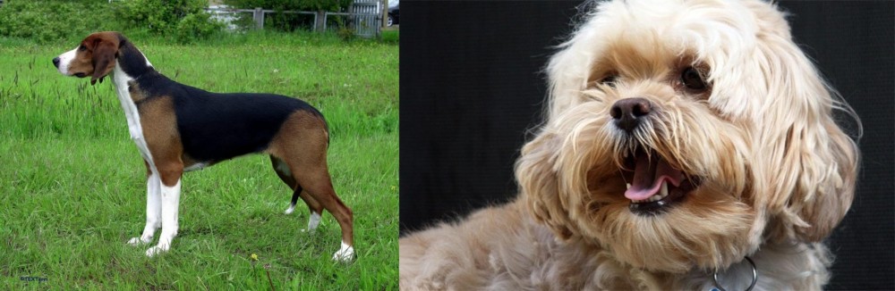 Lhasapoo vs Finnish Hound - Breed Comparison