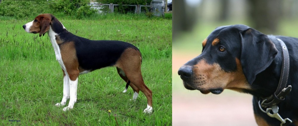 Lithuanian Hound vs Finnish Hound - Breed Comparison