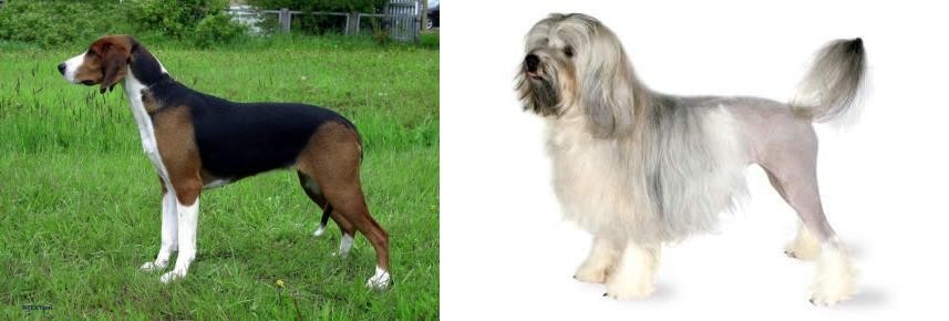 Lowchen vs Finnish Hound - Breed Comparison
