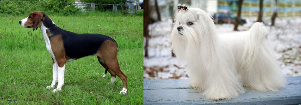 Maltese vs Finnish Hound - Breed Comparison