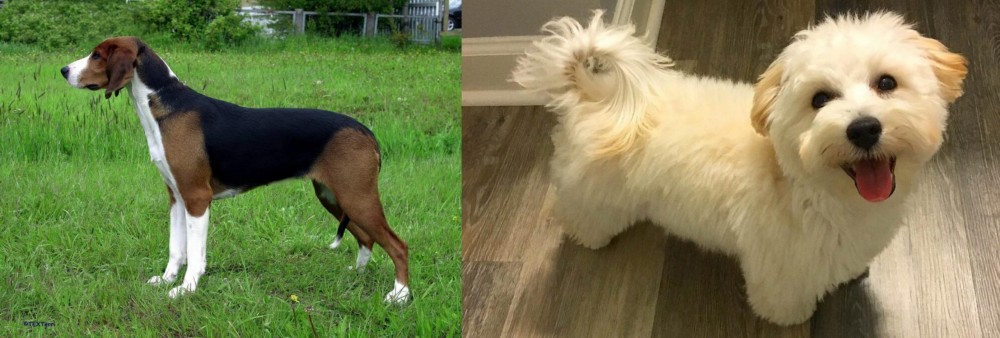 Maltipoo vs Finnish Hound - Breed Comparison