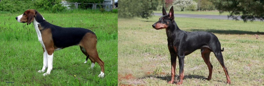 Manchester Terrier vs Finnish Hound - Breed Comparison