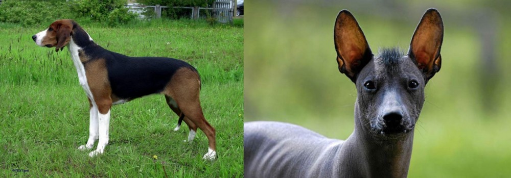 Mexican Hairless vs Finnish Hound - Breed Comparison