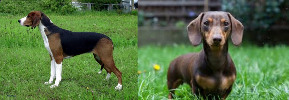 Miniature Dachshund vs Finnish Hound - Breed Comparison
