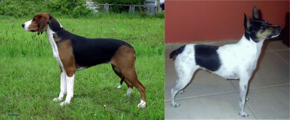 Miniature Fox Terrier vs Finnish Hound - Breed Comparison